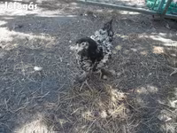 Chickens — foto 5