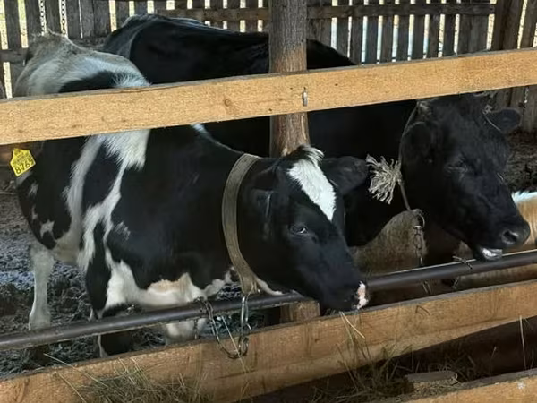 Cow, Holstein breed