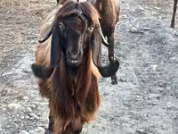 Cabra, Damask goat — foto 1