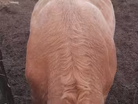 Bull, Auliekol breed — photo 3