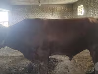 Rinder (Partie, Geschlecht nicht angegeben), Red Estonian cattle — Foto 2
