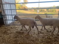 Beran, Charollais sheep — foto 1
