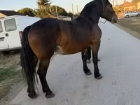 Mare, Hungarian horse breed — photo 1