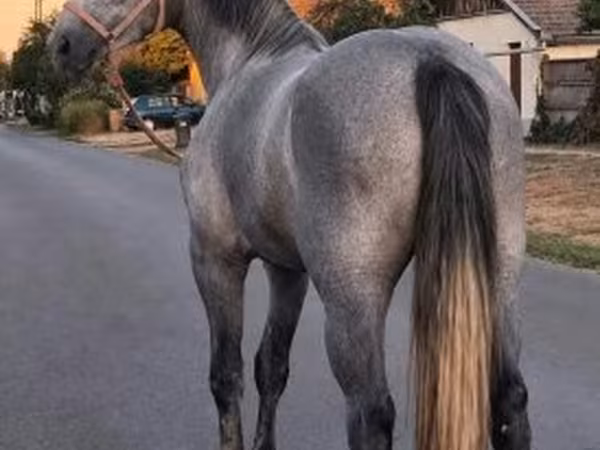 Stute, Appaloosa
