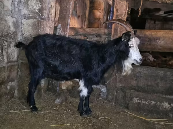 Chèvre, Kamori goats