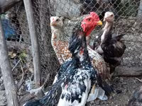 Chickens — Foto 1