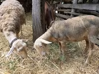 भेड़, Luzein sheep — फ़ोटो 2