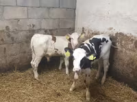 Touro, Simmental cattle — foto 3