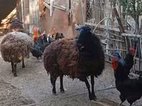 भेड़, Karabakh sheep — फ़ोटो 3