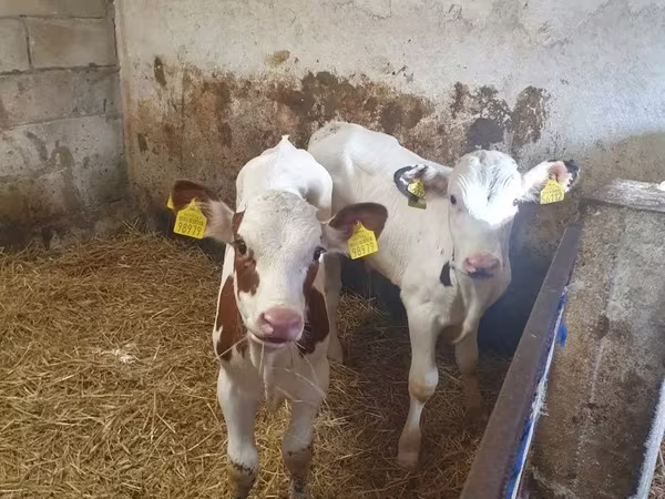 Byk, Simmental cattle