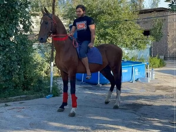 Caballo, Arabian horse