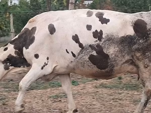 母牛, Russian Black pied cattle