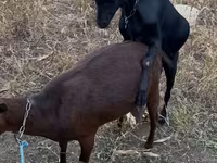 बकरा, Murcia-Granada goats — फ़ोटो 1