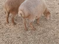 Moutons (lot, sexe non indiqué), Moutons — photo 3