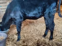 母牛, Aberdeen-Angus — 照片 2