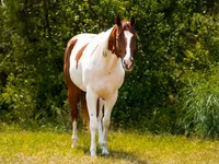 घोड़ा, American paint horse — फ़ोटो 3