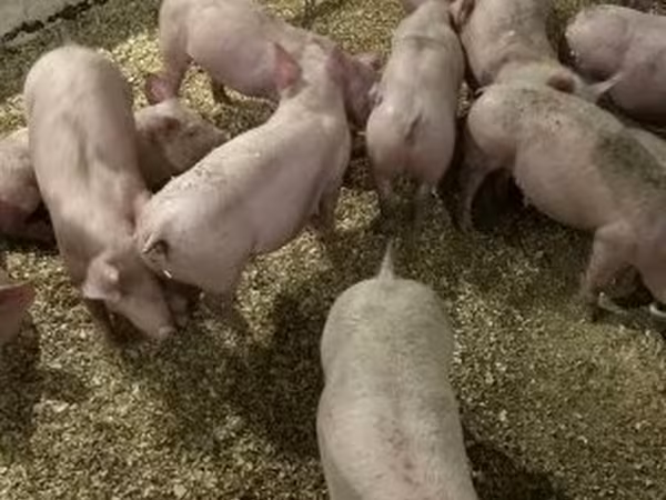 Porcs (lot, sexe non indiqué), Гипор