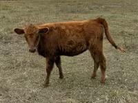 Vaca, Bovinos — foto 1