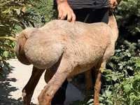 Brebis, Jaidara sheep — photo 4