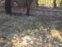 حصان, Australian Pony — الصورة 1