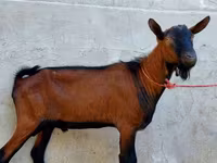 बकरा, Alpine goat — फ़ोटो 3