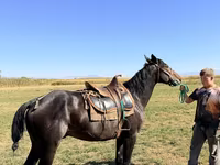 حصان, Karachay horse — الصورة 4