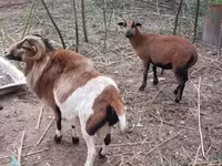 公羊, Cameroon sheep — 照片 8