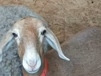 Qoyun, Arashan sheep — foto 1
