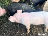Sow, Pigs — photo 3