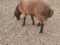 Moutons (lot, sexe non indiqué), Moutons — photo 1