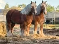 Cavalo, Belgian Draught — foto 3