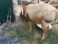 मेढ़ा, Rhon sheep — फ़ोटो 2