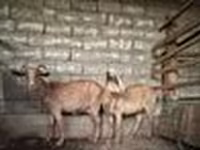 Cabra, Alpine goat — foto 8