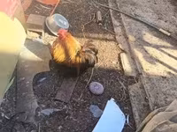 Bantam de Pequim — foto 5