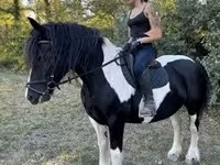 घोड़ी, Gypsy horse — फ़ोटो 2