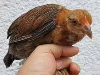 Chickens — Foto 4