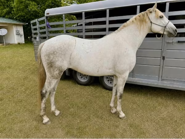 Caballo, Missouri foxtrotter