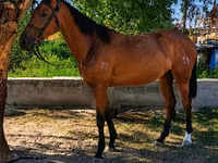 Mare, Thoroughbred horse — photo 1