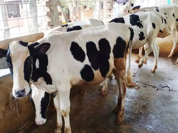 Vache, Russian Black pied cattle