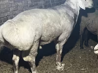 Bélier, Afghan Arabi sheep — photo 4