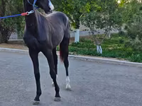 Caballo, Akhal-Teke — foto 3
