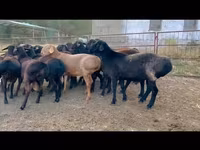 Bélier, Moutons — photo 3