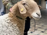 Brebis, Awassi sheep — photo 2