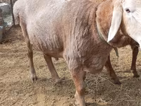 मेढ़ा, Katum sheep — फ़ोटो 3