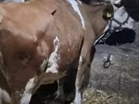 गाय, हंगेरियन ग्रे नस्ल — फ़ोटो 1
