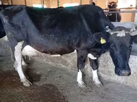 Vache, Race Alatauskaya — photo 3