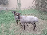 Ram, Sheep — photo 3