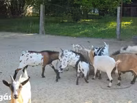 母山羊, Nigerian dwarf goats — 照片 7