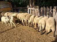 绵羊（批次，未指定性别）, Sheep — 照片 4
