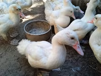 Ducks — Foto 1